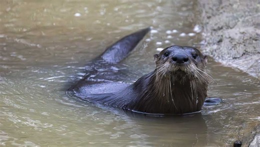 Great Parks of Hamilton County see wildlife revival: Otters, beavers and other critters