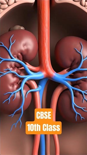 Kidneys - Excretion - life processes - #ncertbiology #ncertbiology #class10biology #lifeprocesses