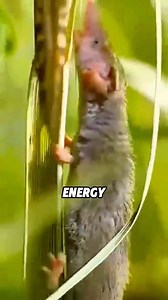 Pygmy Shrew: Did You Know It’s the World’s Smallest Mammal?#animals #pets #shorts #popularscience #funny #wildlife #pygmyshark #shark | Animal Groups