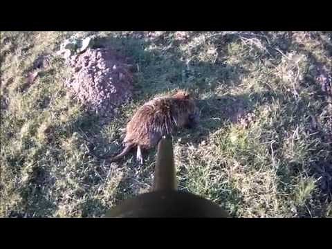 Chasse ragondins à la 22lr (compil)