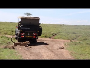 cheetah hunts a hare and refuses to share with his brother