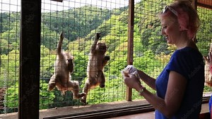 Young happy woman feeding Japanese macaque inside popular Iwatayama Monkey Park in Arashiyama, Kyoto, Japan. Tourist enjoys interaction with Macaca Fuscata monkey. Leisure and tourism concept.