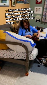 27K views · 311 reactions | Michele is trying to harness up Topaz for a possible adoption. She has help from Lyle, the Pug, and Oink Oink, the Pom  #rescuelife | Ninna's Road to Rescue - Benton, Louisiana | Facebook
