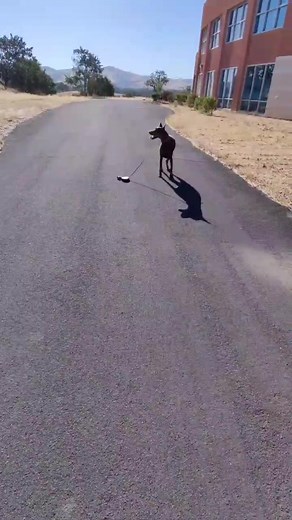 Dropping Dog Leash Davido