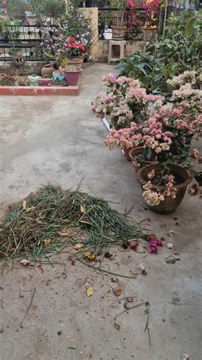 compost #youtubeshorts #garden #plants