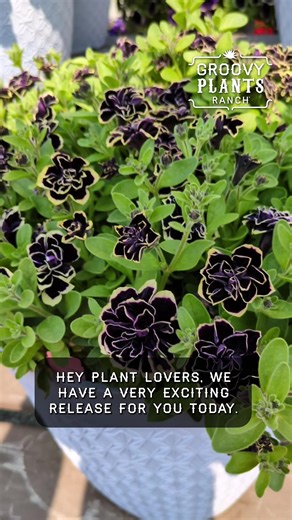 Stunning Petunia 'Midnight Gold' and Coleus 'Copperhead' Preorders