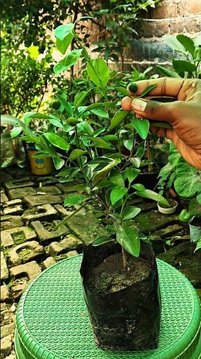 How to repoting lemon tree 🌲🪴🌱#gardening #plant #repoting#lemon