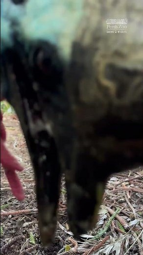 Southern Cassowary call | Perth Zoo