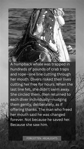 A Trapped Whale Was Freed by Divers—Then She Thanked Each One Individually