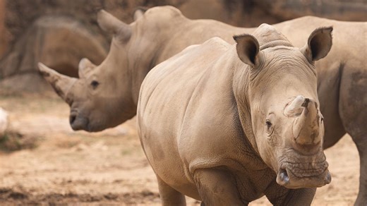 Say hello to Gus and Liam | Zoo Knoxville announces addition of 2 new Southern White Rhino siblings