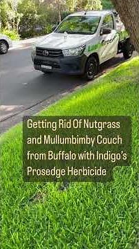 [Nutgrass Control] in Buffalo lawn here in Beecroft NSW [Nut Grass] [Mullumbimby Couch] [Lawn Care]