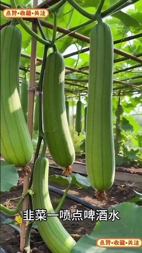 Top 10 Easy Gardening Tips for Beginners