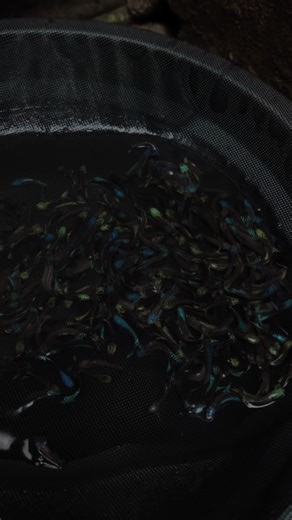 Alien Samurai Betta Fish: Hybrid Varieties Revealed