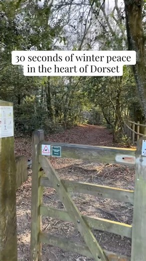 30 Seconds of Winter Peace in Dorset 🌲