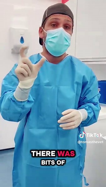 Exploratory laparotomy in a 4 year old scavenger Labrador 🐶 you won’t believe what I found #vetnurse #vettech #vettechlife #veterinary #veterinariansoftiktok