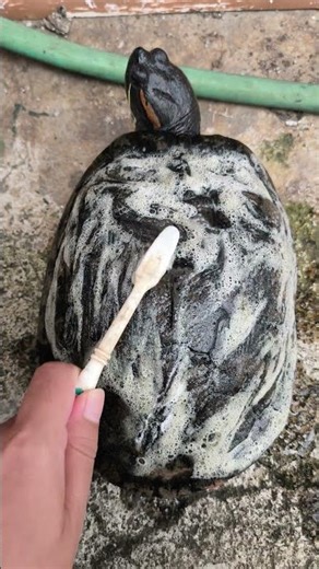 Cleaning My Turtle’s Shell 🐢✨ So Satisfying!