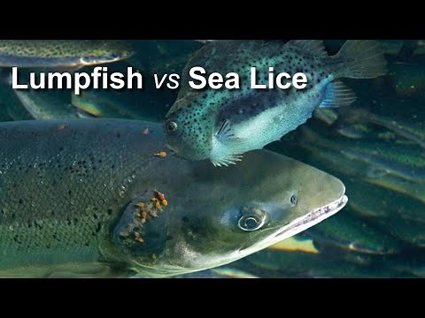 Aquaculture of Lumpfish (Cyclopterus lumpus) to combat the sea lice problem in salmon farming