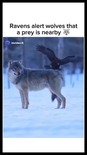 Explaining How on Instagram: "What is the reason for ravens and crows to frequently associate with wolves? Ravens and crows will follow wolves so that they may pick at the carcass of the wolves kills. Ravens have been known to call in wolves to live prey. 🟨 FOLLOW US @instaascience for more ♥️ #nature #wildlife #ecosystem #wolf #raven #prey #facts #didyouknow"