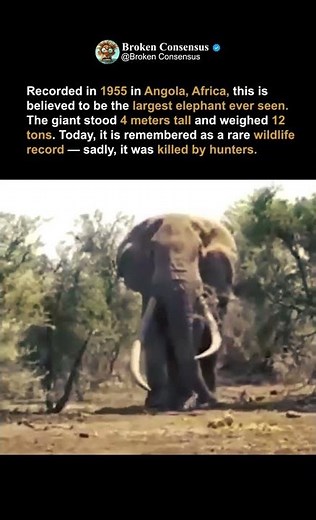 World’s Largest Elephant Ever Found in Africa 😱