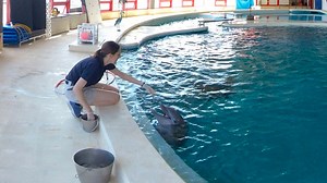 Watch in 360 as our marine mammal team engages our colony of Atlantic bottlenose dolphins in their daily enrichment activities! | National Aquarium
