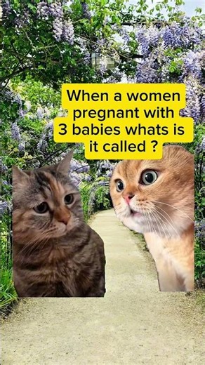 CAT MEMES 😺 Pregnant with 3 Babies #catmemes #catmeme #catvideos #cat #relatable #shorts
