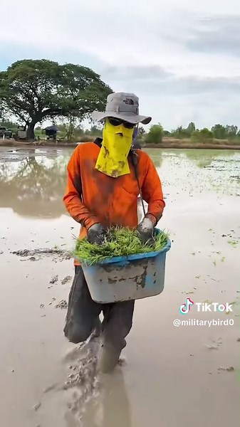 Why Thai Farmers Throw Rice Into the Field #tiktok #foryou #trivia #viral #shorts