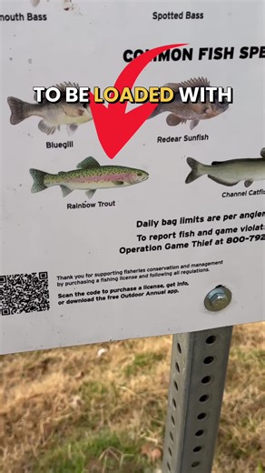 Is This Pond Really Loaded With Rainbow Trout? #fishing #fishingvideos #fyp #trout #kastking