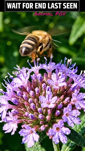 “Bee POV: Hive Building to Honey Filling” #shorts