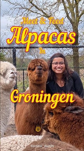 Meet and Feed Alpacas | Things to do in Groningen | Largest Alpaca Farm in the Northern Netherlands