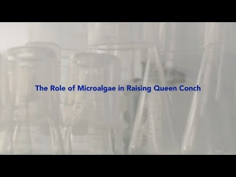 The Role of Microalgae in Raising Queen Conch