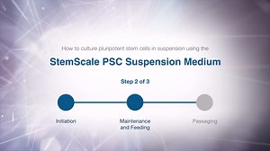 How to culture pluripotent stem cells in suspension: Maintenance and Feeding of PSC cultures in suspension using  StemScale PSC Suspension Medium - Scientific Videos | Thermo Fisher Scientific US