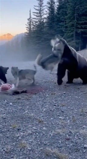 Wolves vs Bear 😱 The Most Intense Wild Battle Ever Caught on Camera!🔥