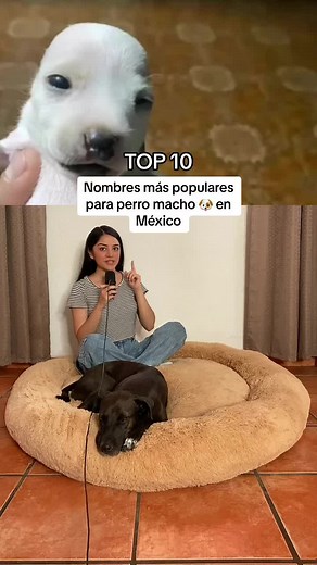 Los 10 Nombres Más Populares para Perro Macho en México