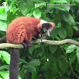 20K views · 442 reactions | Critically endangered, twin red-ruffed lemurs, were debuted at the Singapore Zoo after coronavirus restrictions prevented celebrations of their rare arrival. The species only breed once a year, making reproduction extremely difficult. | CBS News | Facebook