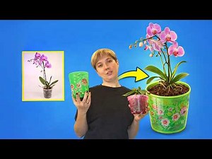 How To Repot An Orchid Into A Bigger Pot