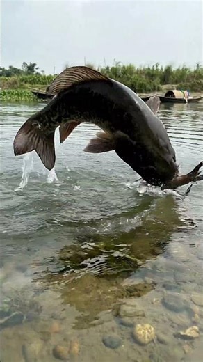 Wow! Catching Big Monster Fish in a 20-Year Abandoned Pond | Traditional Polo Fishing