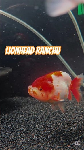 Majestic Lionhead Ranchu Goldfish | Elegant Beauty in the Aquarium