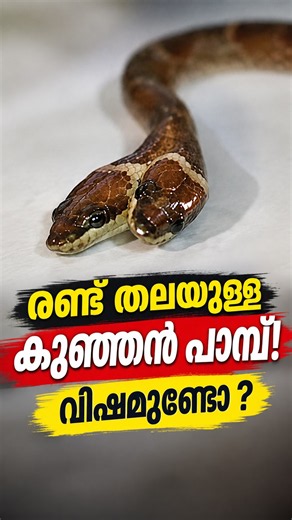 രണ്ട് തലയുള്ള അപൂർവ്വ പാമ്പ്! | A rare two-headed wolf snake found in Gujarat.