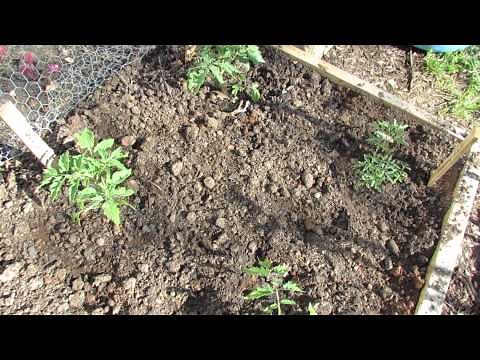 Basic Information for Growing Determinate Tomatoes in Your Garden - The Rusted Garden 2013