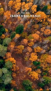 22K views · 423 reactions | What causes leaves to change color? Did you know that the vivid colors of fall leaves were actually there all summer, just masked by green—or that the main reason that the leaves change color is NOT due to changing weather? Enjoy some natural fun facts about what causes leaves to change color. Almanac.com/Fall-Leaves | The Old Farmers Almanac | Facebook