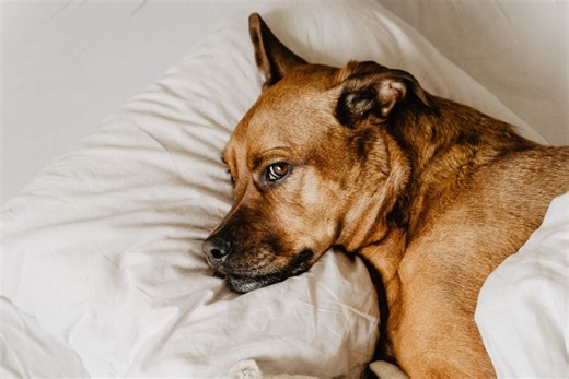 Dog Wart Removal Using Thuja