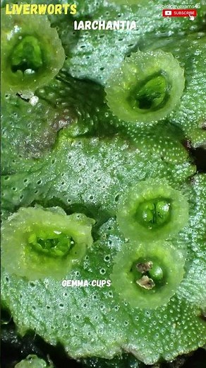 Meet The Beautiful Liverworts -Hornworts - Moss | Bryophytes