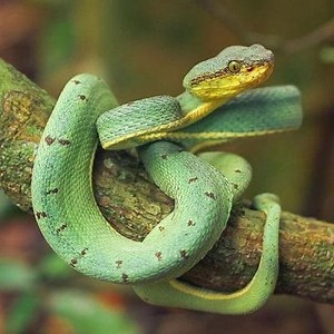 Ano ang kinakain ng ahas? Lahat Tungkol sa Iyong Pagkain ▷➡️ Postposmo