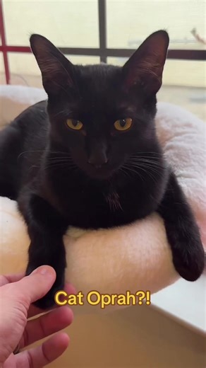 Do you really mean it?! Cat Oprah?! I’m such a big fan, she’s pawsome! This is a gentleman’s agreement, hooman. You can’t back out now… we shook paws. I’m watching you. 👀🐾 Now… go on. Honor the paw-shake. #catsoftiktok #catlove #cats #fyp #foryourpage