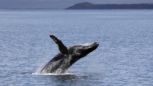 See how humpback whales use 'bubble nets' to catch prey