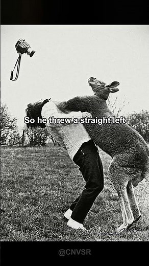 Kangaroo who punched then regrets
