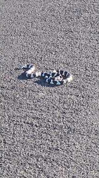 The Snake That Eats Rattlesnakes?! 🐍 California Kingsnake Secrets #california #snake #reptiles #fyp