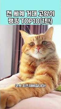 Is There Really a Cat the Size of a Tiger?! World's Top 10 Giant Cat Physiques (Part 1) #Cat #Top...