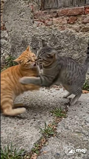 "Epic Cat Fight in 4k 😱 Battle | Viral Shorts"👇"Two Cats Fight Like Real Warriors 🐱🔥#cat #trending
