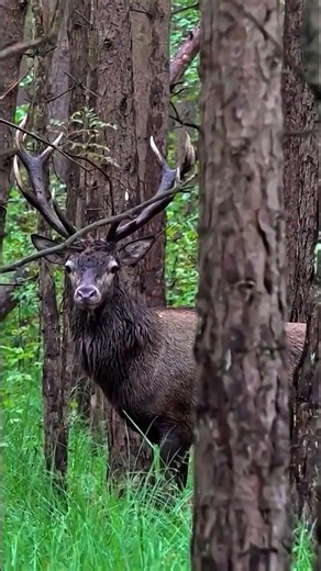 Sika Deer Down in a Flash | Quick Hunting Shot"#SikaDeerHunting#QuickShotHunt #DeerHuntingUSA